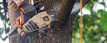  Dublin, PA Tree Services Pros