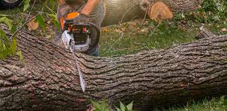 Best Tree Health Inspection  in Dublin, PA