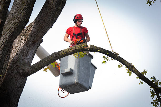 Why Choose Our Tree Removal Services in Dublin, PA?